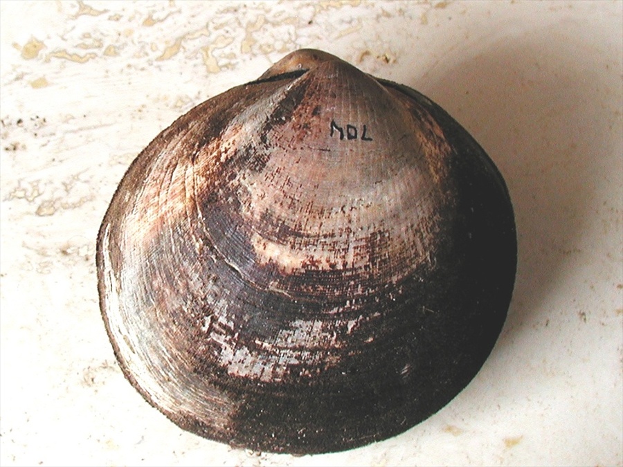 Glycymeris sp.